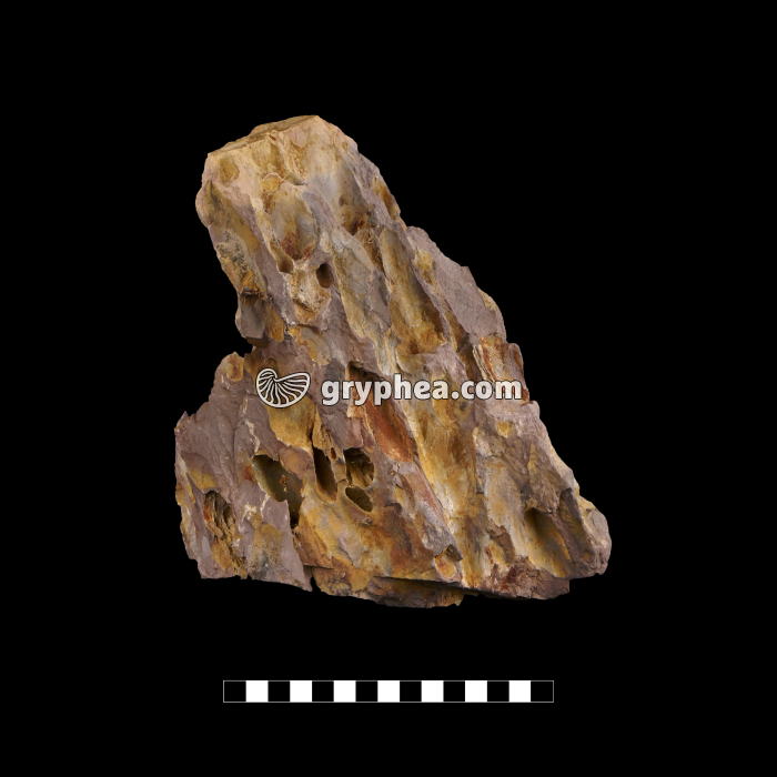 Dragon Stone - Roche argileuse avec cavités - gryphea.org